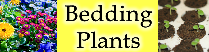 Bedding Plants